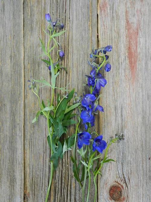 BELLA DONNA  DARK BLUE DELPHINIUM